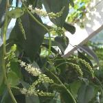 anrederaforcordifoliaroseland