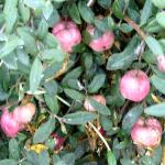 billardieraflobudolongofloracherrybrandy