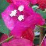 bougainvilleafloroseland