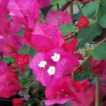 bougainvilleaflosroseland