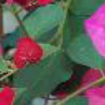 bougainvilleafolroseland