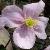 clematiselizabethcfloroseland