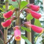 eccromocarpusflosscaberroseland