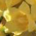 gelsemiumflosempervirensroseland