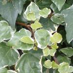 hederafolcanariensisgloiredemarengo1a