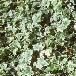 hederafolcanariensisgloiredemarengo2