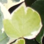 hederafoljuvenilecanariensisgloiredemarengo