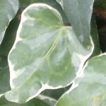 hederafolmaturecanariensisgloiredemarengo