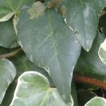 hederafololdcanariensisgloiredemarengo