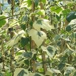 hederaforcanariensisgloiredemarengo1