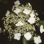 hydrangeaflopetiolaris1