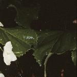 hydrangeafolpetiolaris1