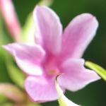 jasminumflobeesianum1