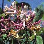 loniceraflopericlymenum1