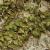 parthenocissusfolt1tricuspidataveitchii1