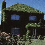 parthenocissusfor1quinquefolia