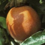 passiflorafrucaerulea