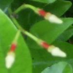 trachelospermum5flobudcasiaticum