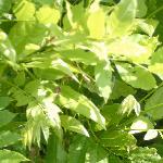 wisteriafolfloribundaalba