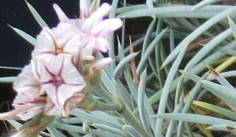acantholimonflohuetiiplant