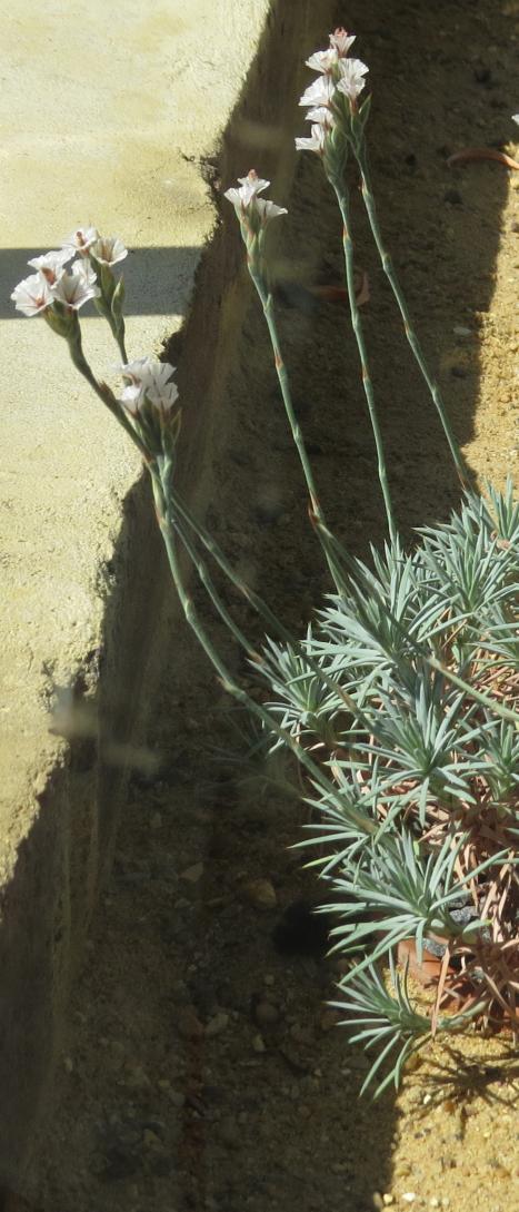 acantholimonflo2huetiiplant