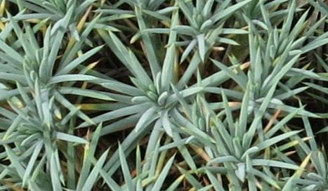 acantholimonfolhuetiiplant1