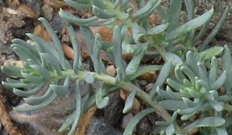 aethionemafol2schistosumplant