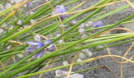 alliumflocyaneumplant