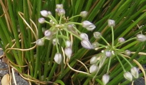 alliumfolcyaneumplant