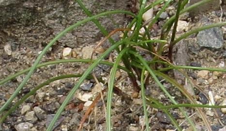 alliumfolmaironvaramabileplant