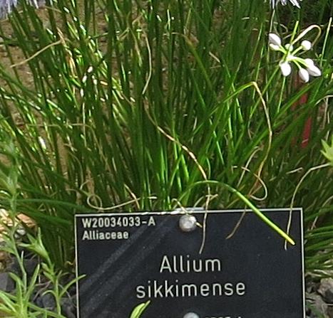 alliumfolsikkimenseplant