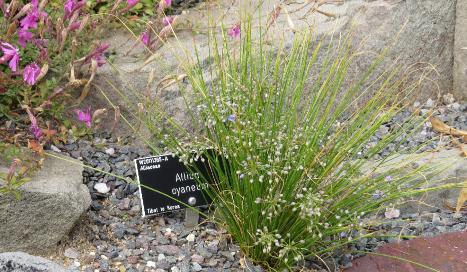 alliumforcyaneumplant