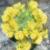 alyssumflotmontanumflowermay84