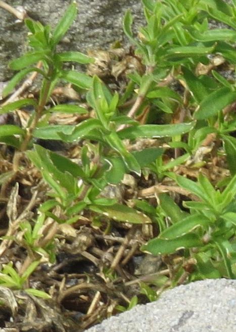 arenariafolmontanaplant