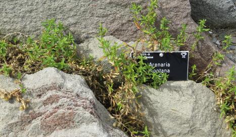 arenariamontanaplant
