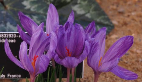 crocusflosmedius