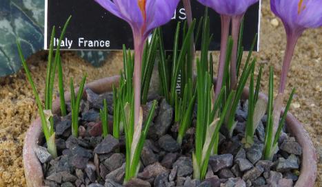 crocusfolmedius
