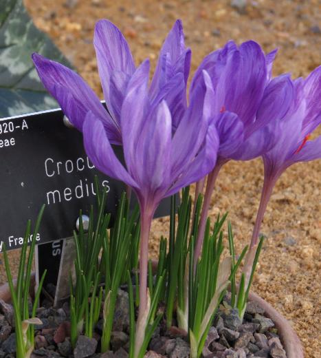crocusfor2medius
