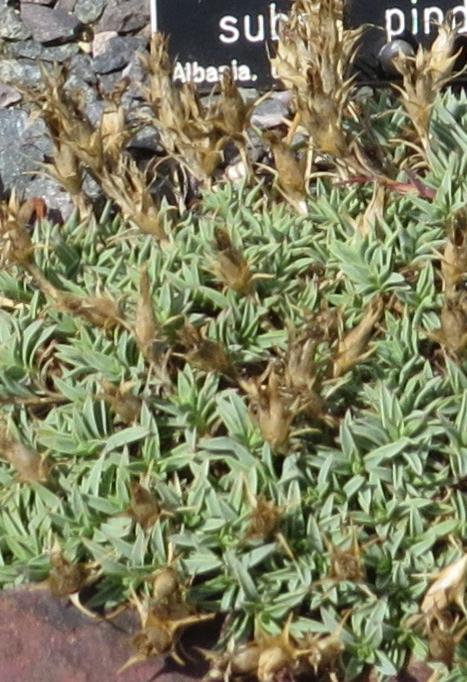 dianthusfolhaematocalyxsubsppindicola