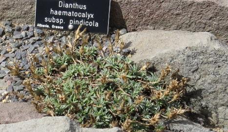 dianthusforhaematocalyxsubsppindicola
