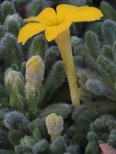 dionysiapflo1aretioidesgarnonswilliams