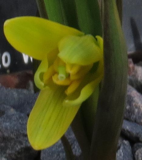 fritillariapflopudicagarnonswilliams