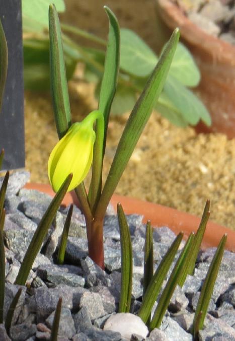 fritillariapfolpudicagarnonswilliams
