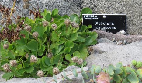 globulariaforincanescens