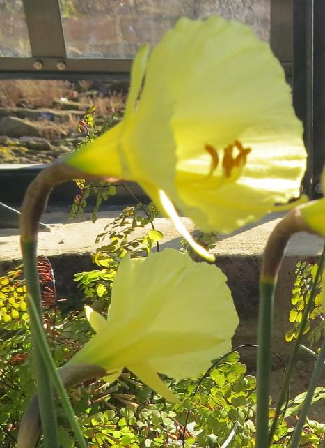 narcissuspflo1bulbocodiumromieuxiigarnonswilliams