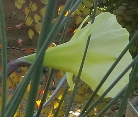 narcissuspflo2bulbocodiumromieuxiigarnonswilliams