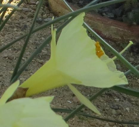 narcissuspflo3bulbocodiumromieuxiigarnonswilliams