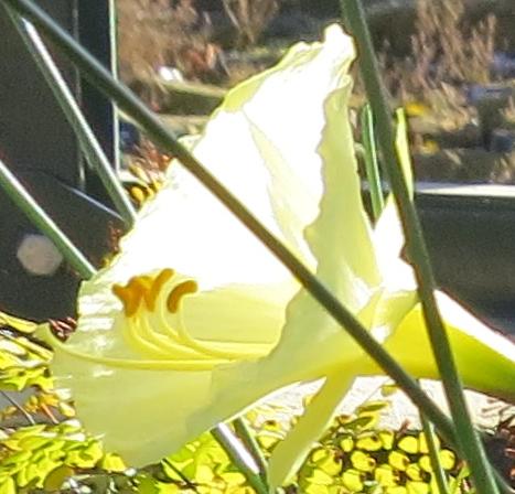 narcissuspflo4bulbocodiumromieuxiigarnonswilliams