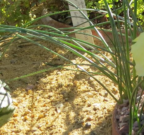 narcissuspfolbulbocodiumromieuxiigarnonswilliams