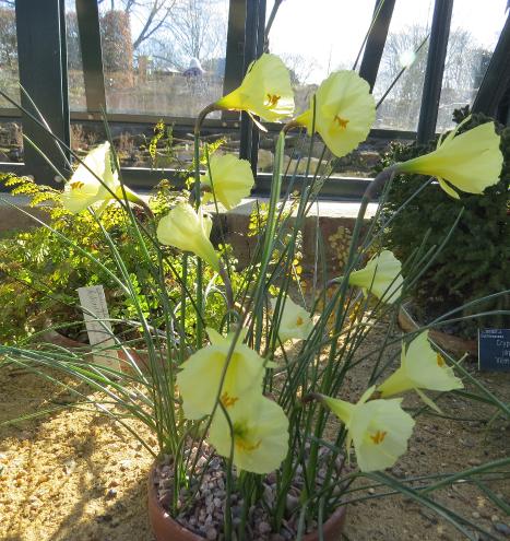 narcissuspforbulbocodiumromieuxiigarnonswilliams